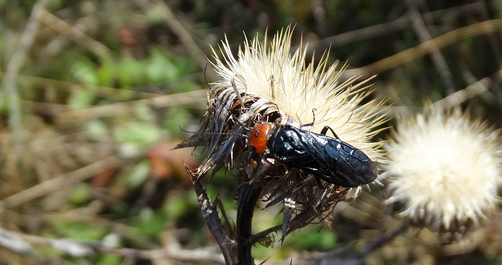 Osnuja czerwonogłowa (Acantholyda erythrocephala)