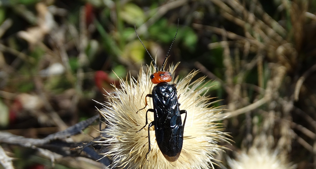 Osnuja czerwonogłowa (Acantholyda erythrocephala)