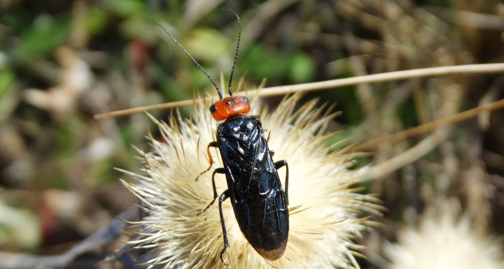 Osnuja czerwonogłowa (Acantholyda erythrocephala)