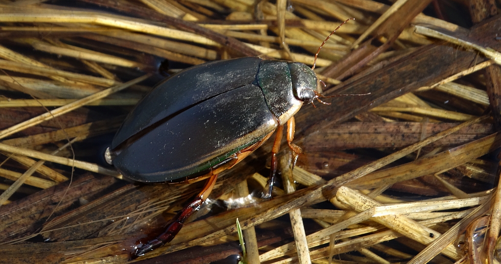 Pływakowaty - Ilybius fuliginosus