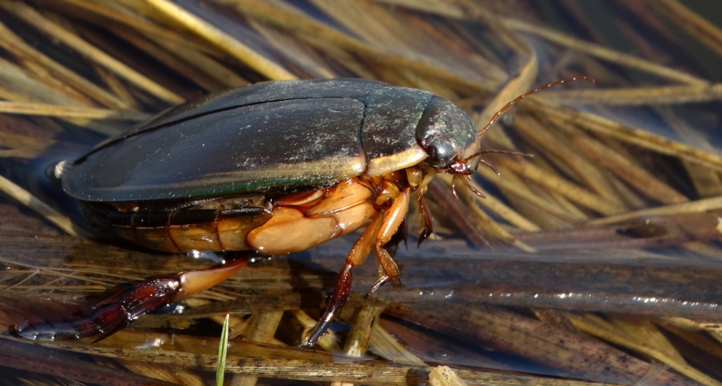 Pływakowaty - Ilybius fuliginosus