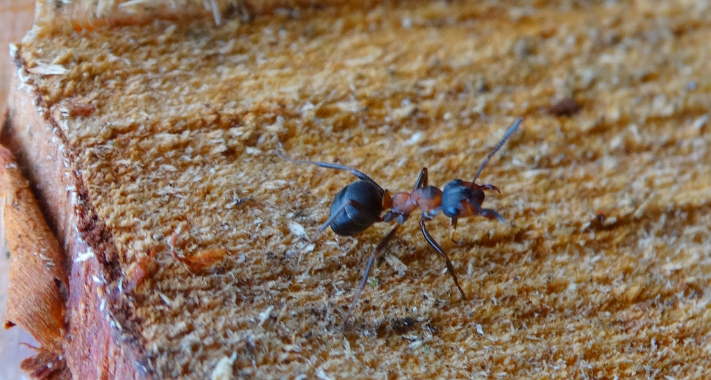 Mrówka rudnica (Formica rufa)