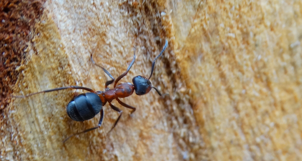 Mrówka rudnica (Formica rufa)