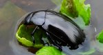 Kałużnica czarna (Hydrophilus aterrimus)