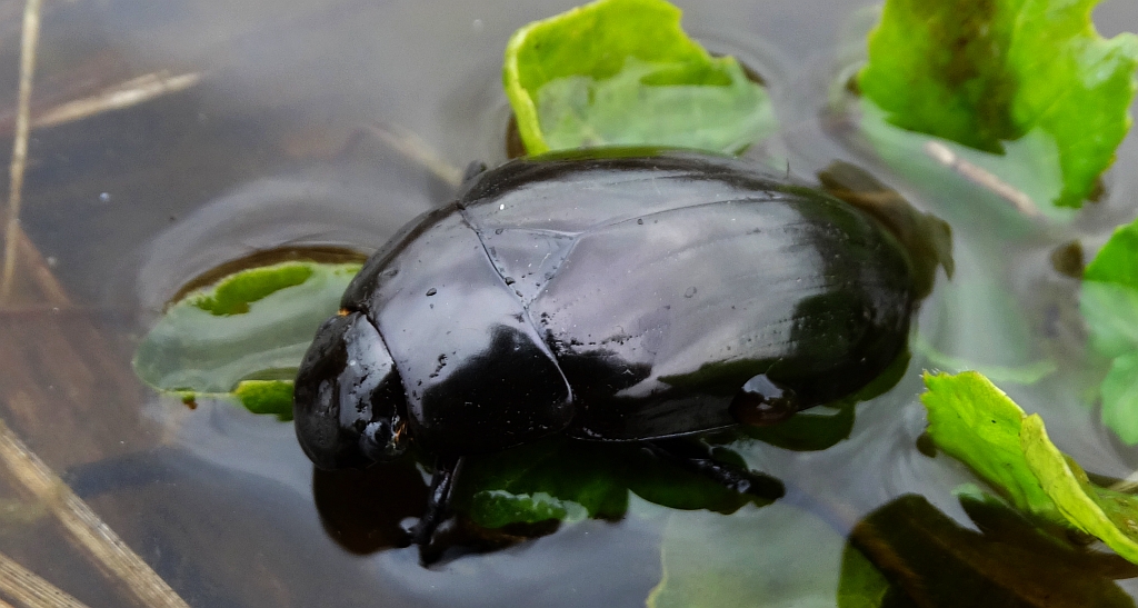 Kałużnica czarna (Hydrophilus aterrimus)