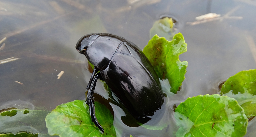 Kałużnica czarna (Hydrophilus aterrimus)