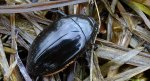 Kałużnica czarna (Hydrophilus aterrimus)