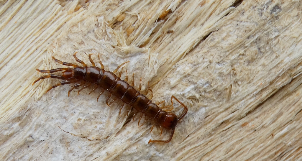 Wij drewniak (Lithobius forficatus)