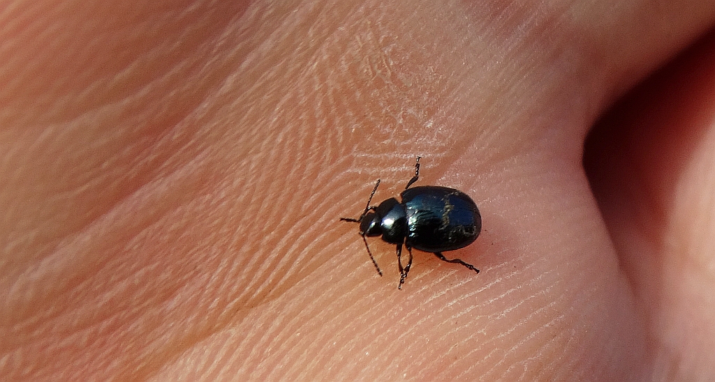 Phaedon armoraciae albo Chrysolina (Synerga) coerulans