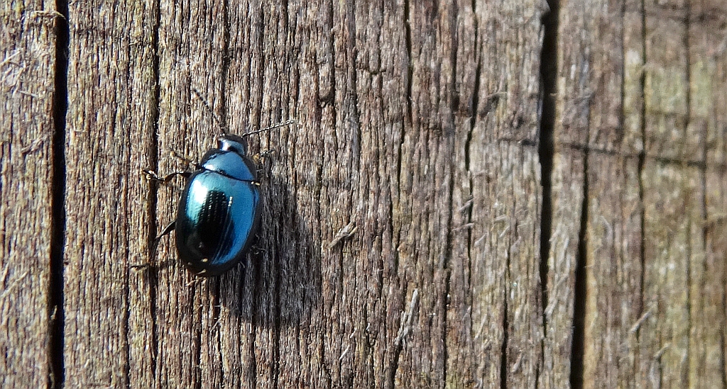 Phaedon armoraciae albo Chrysolina (Synerga) coerulans