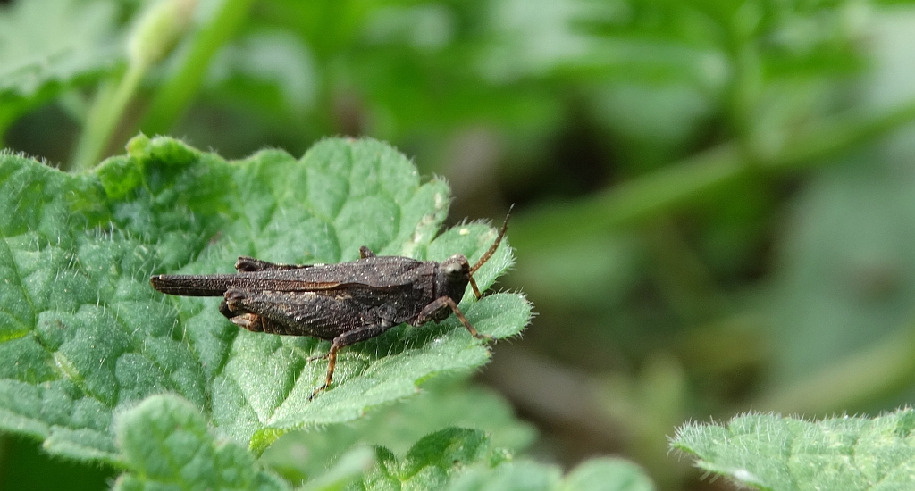 Skakun szydłówka (Tetrix subulata)