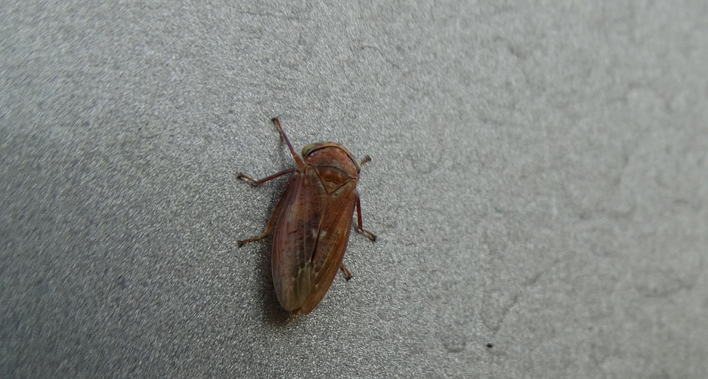 Skoczek topolowiec (Rhytidodus decimusquartus)