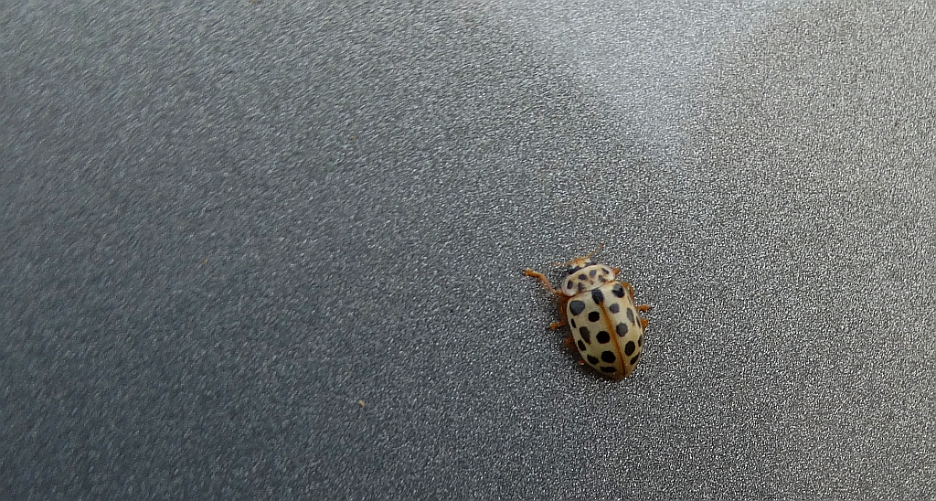 Biedronka trzcinówka (Anisosticta novemdecimpunctata)