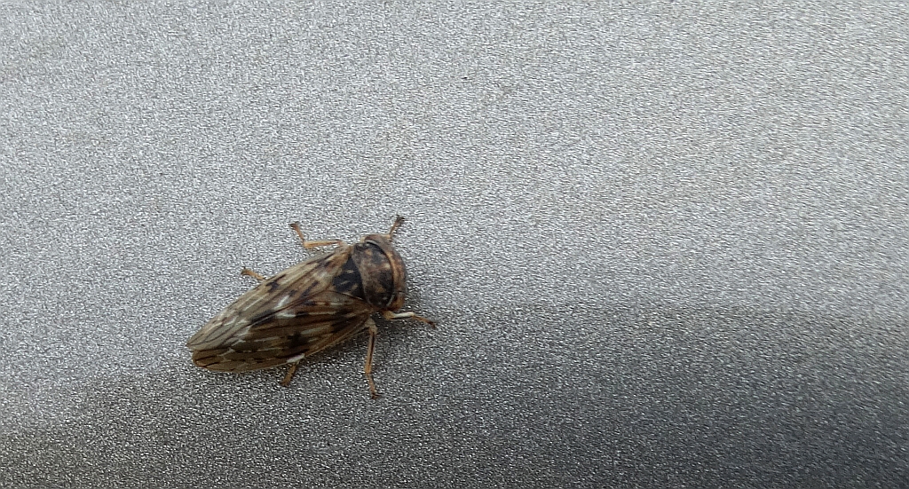 Skoczek topolowiec (Rhytidodus decimusquartus)