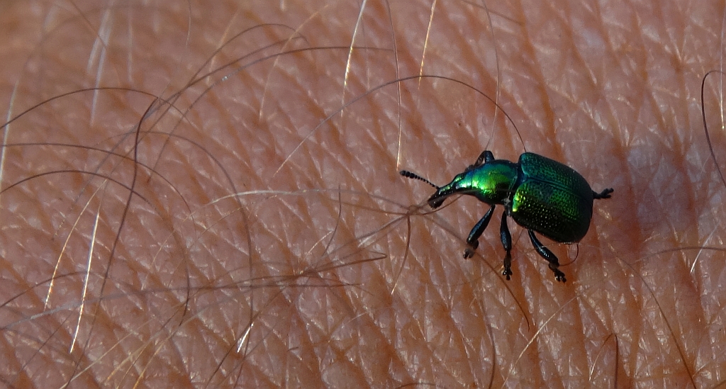 Tutkarz cygarowiec (Byctiscus betulae)
