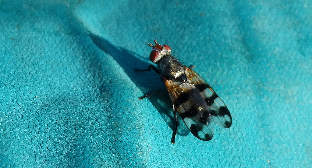 Wyroślówka chabrówka (Urophora quadrifasciata)