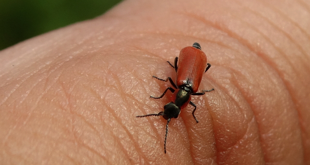 Bęblik - Anthocomus coccineus (Anthocomus rufus)