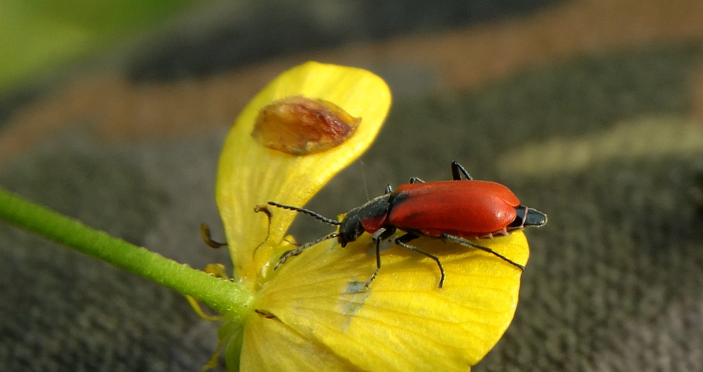 Bęblik - Anthocomus coccineus (Anthocomus  rufus)