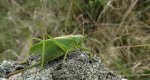 Pasikonik śpiewający (Tettigonia cantans)