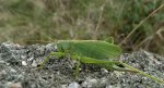 Pasikonik śpiewający (Tettigonia cantans)