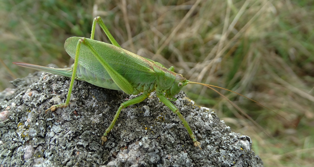 Pasikonik śpiewający (Tettigonia cantans)