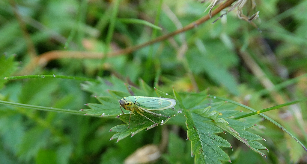 Skoczek sadowiec (Cicadella viridis)