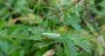 Skoczek sadowiec (Cicadella viridis)