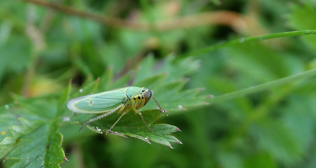 Skoczek sadowiec (Cicadella viridis)