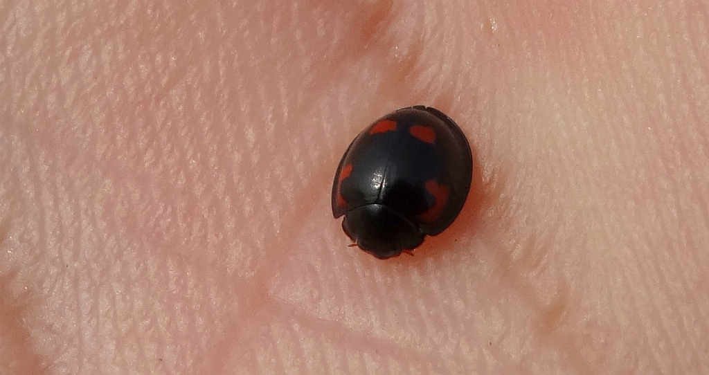 Gałecznik czteroplamek (Exochomus quadripustulatus)