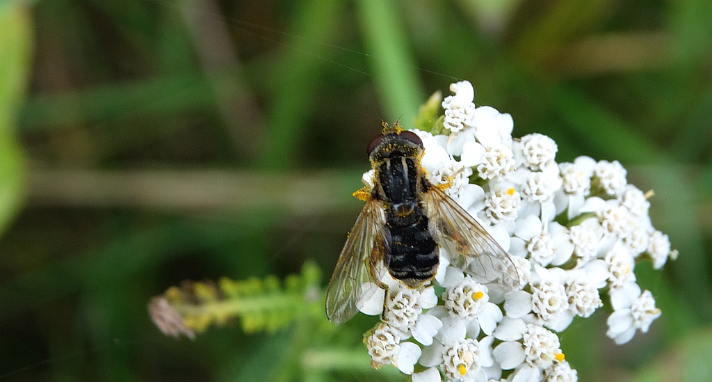 Udnica cebulówka (Eumerus strigatus)