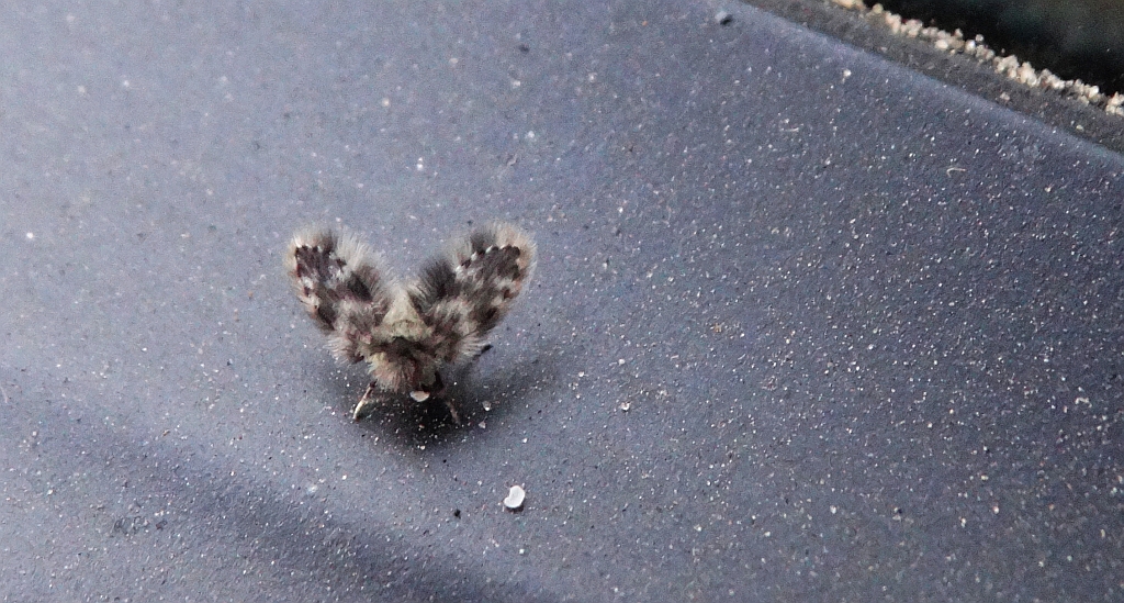 Ćminka może Pericoma fuliginosa