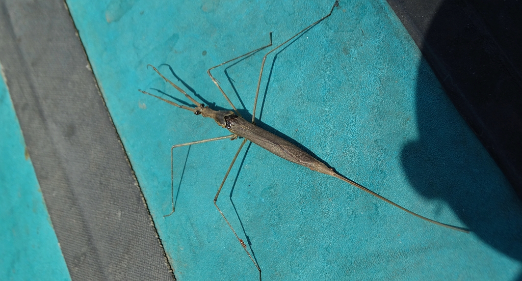 Topielnica, topielica (Ranatra linearis)