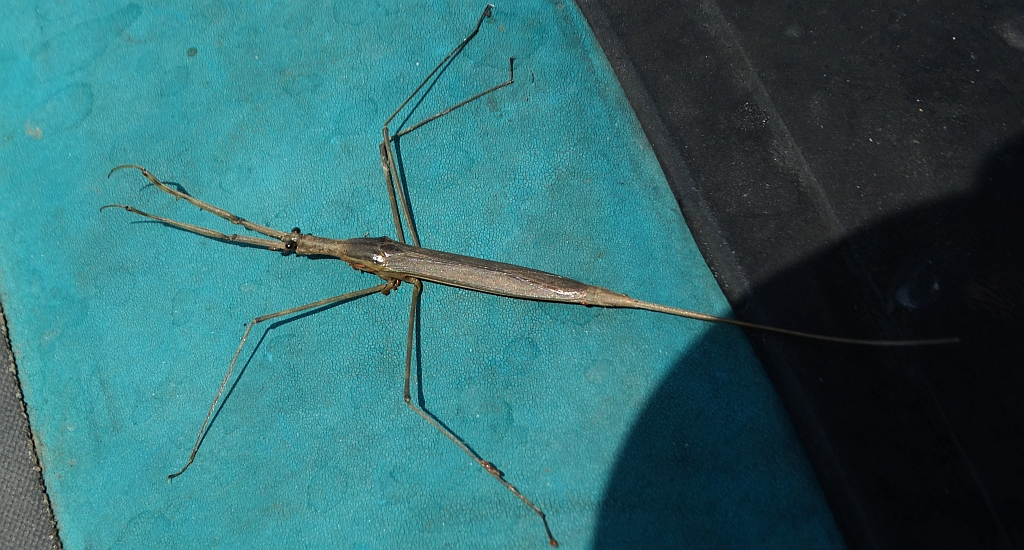 Topielnica, topielica (Ranatra linearis)