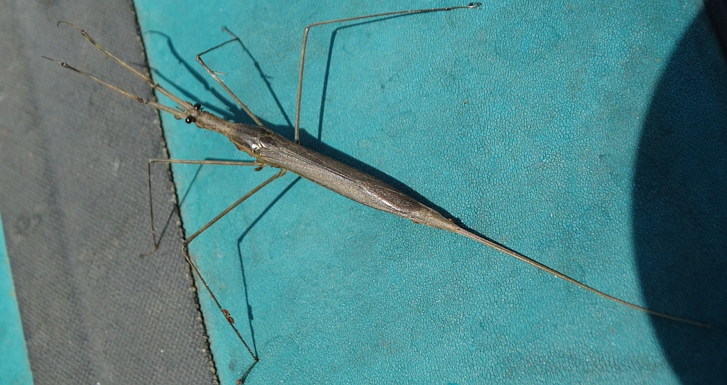 Topielnica, topielica (Ranatra linearis)