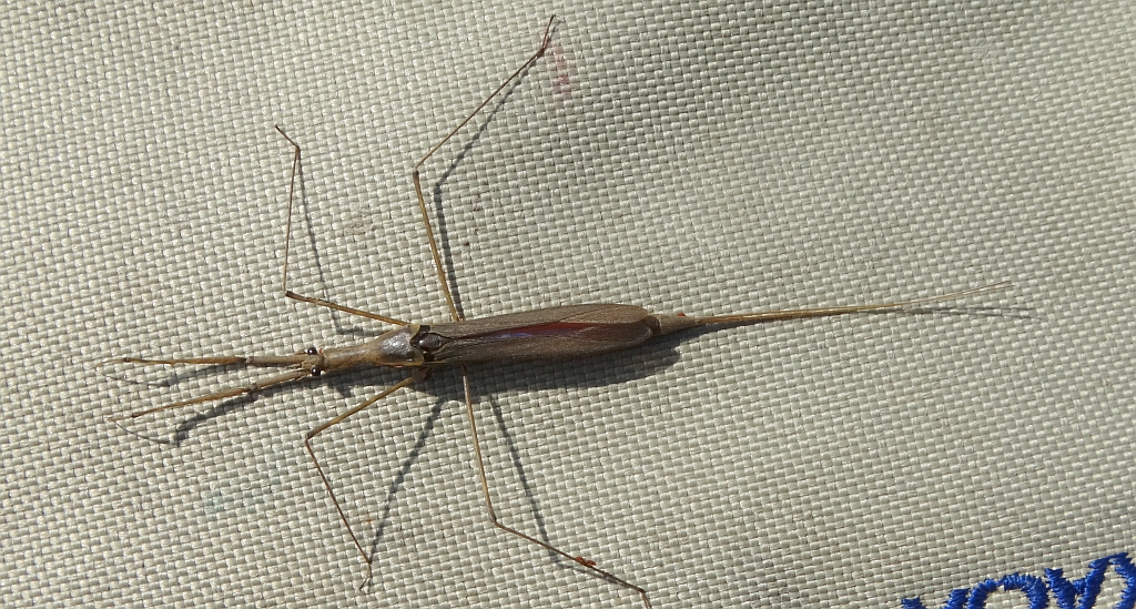 Topielnica, topielica (Ranatra linearis)