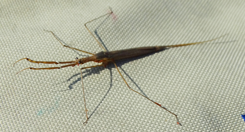 Topielnica, topielica (Ranatra linearis)