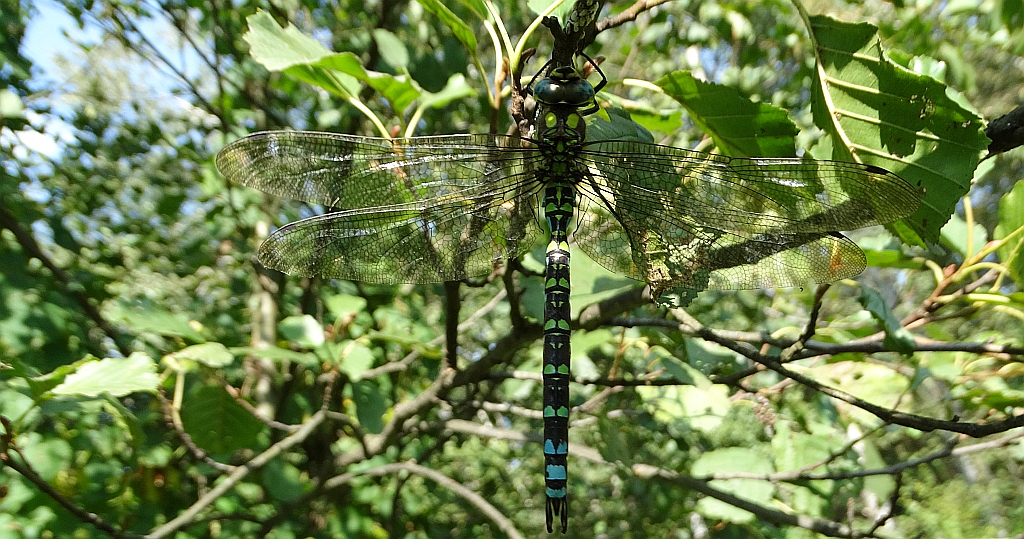 Żagnica sina (Aeshna cyanea)