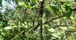 Żagnica sina (Aeshna cyanea)