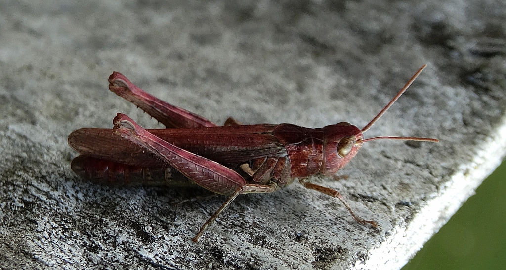 Konik brunatny (Chorthippus brunneus)