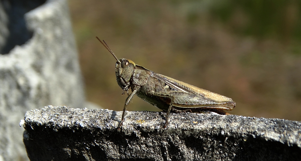 Konik pospolity (Chorthippus biguttulus)