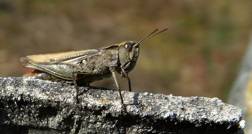 Konik pospolity (Chorthippus biguttulus)