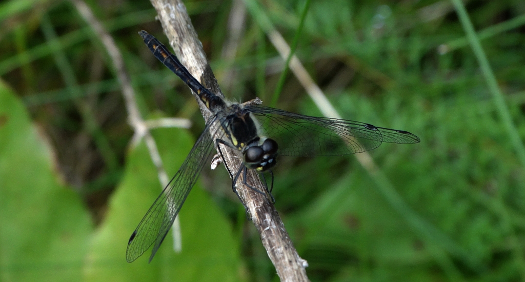 Szablak szkocki, szablak czarny (Sympetrum danae)