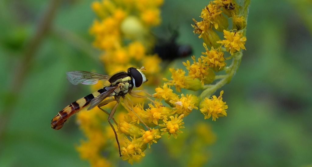 Sphaerophoria scripta