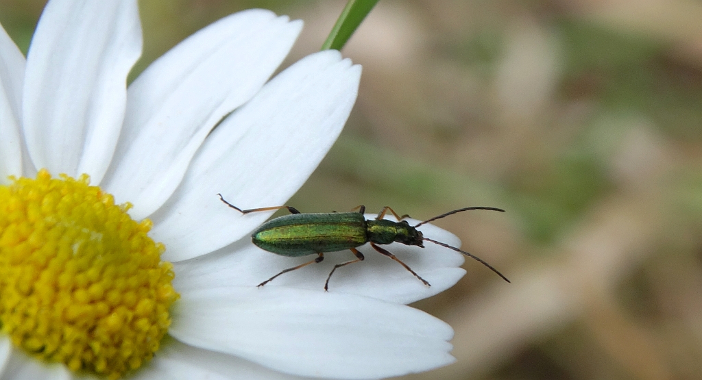 Zalęszczyca - Chrysanthia geniculata