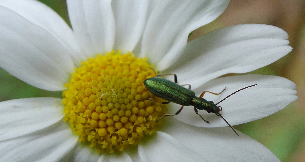 Chrysanthia geniculata