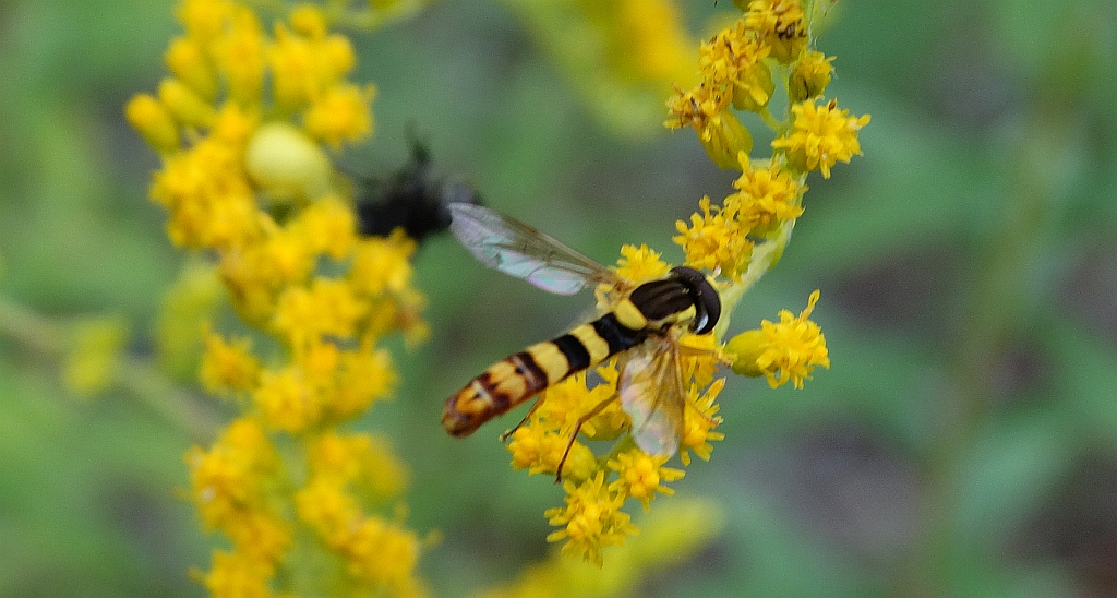 Sphaerophoria scripta