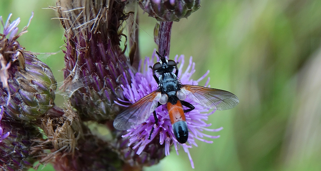 Rączyca - Cylindromyia pilipes