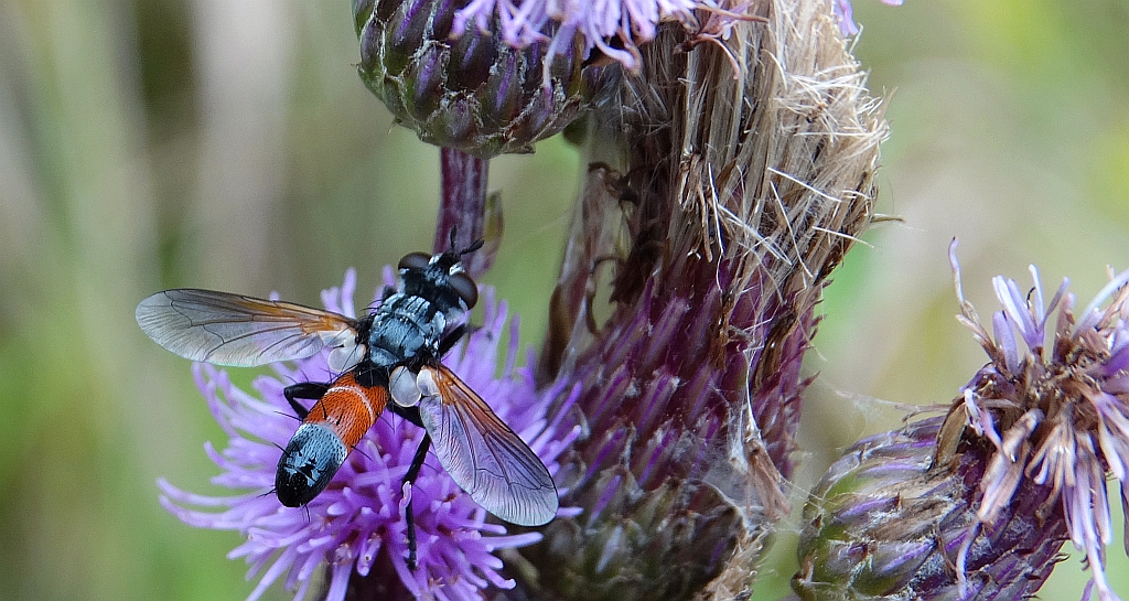 Rączyca - Cylindromyia pilipes
