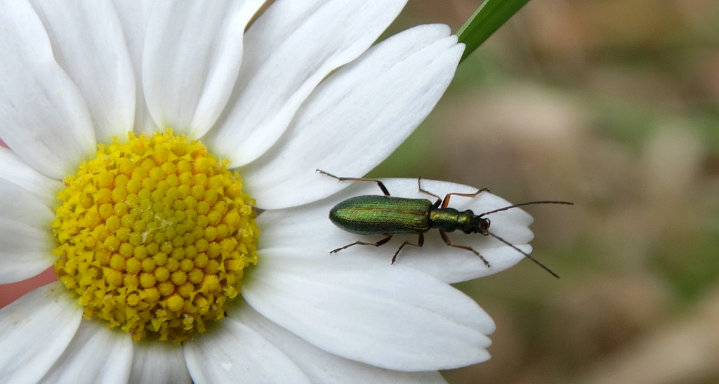 Zalęszczyca - Chrysanthia geniculata