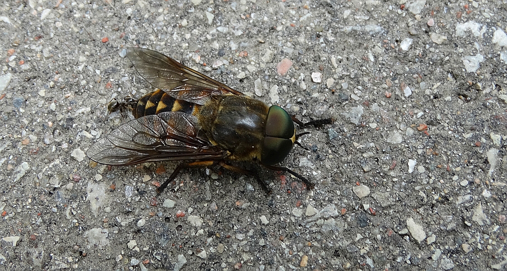 Bąk bydlęcy (Tabanus bovinus)